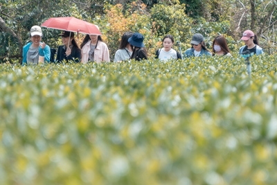 2024 華語教學新竹在地茶文化參訪